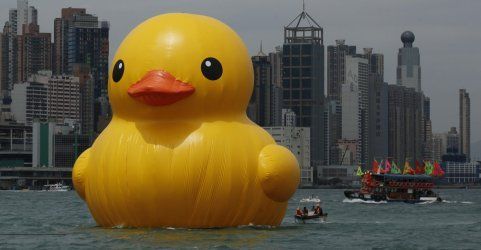duck-hk-aufmacher-3563230-2-f0896a4076bd5307bb39cfa05ad25fc7.jpg